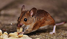 24 Hour & Emergency Exterminators in Broomall, PA